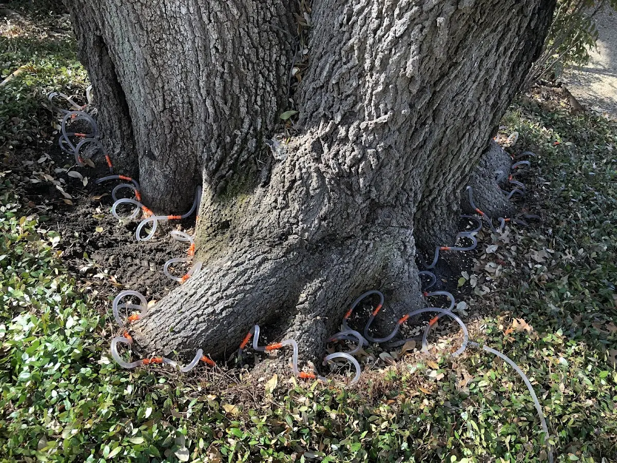 Detailed Tree Cabling and Bracing job site in Nubieber